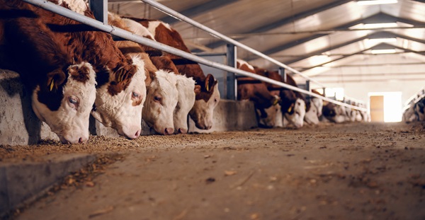 Sociaaleconomische impactanalyse van het agrocomplex in Gelderland kalverhouderij
