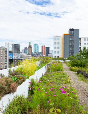 investeren in een gezonde leefomgeving Tuin op het dak Rotterdam (investeren in een gezonde leefomgeving)