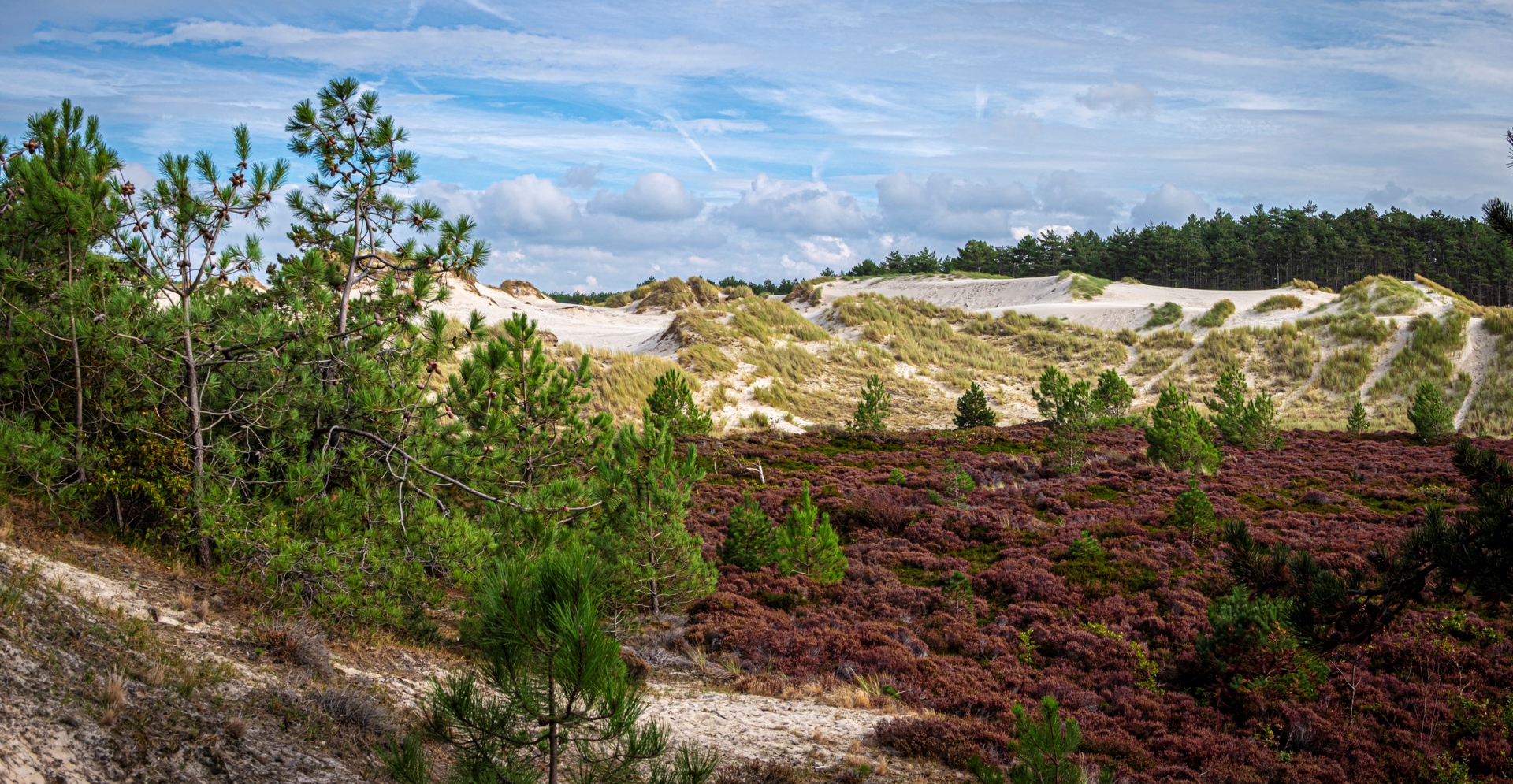Nederlands duingebied. Arcadis organiseerde twee natuurvergunningen voor PALLAS