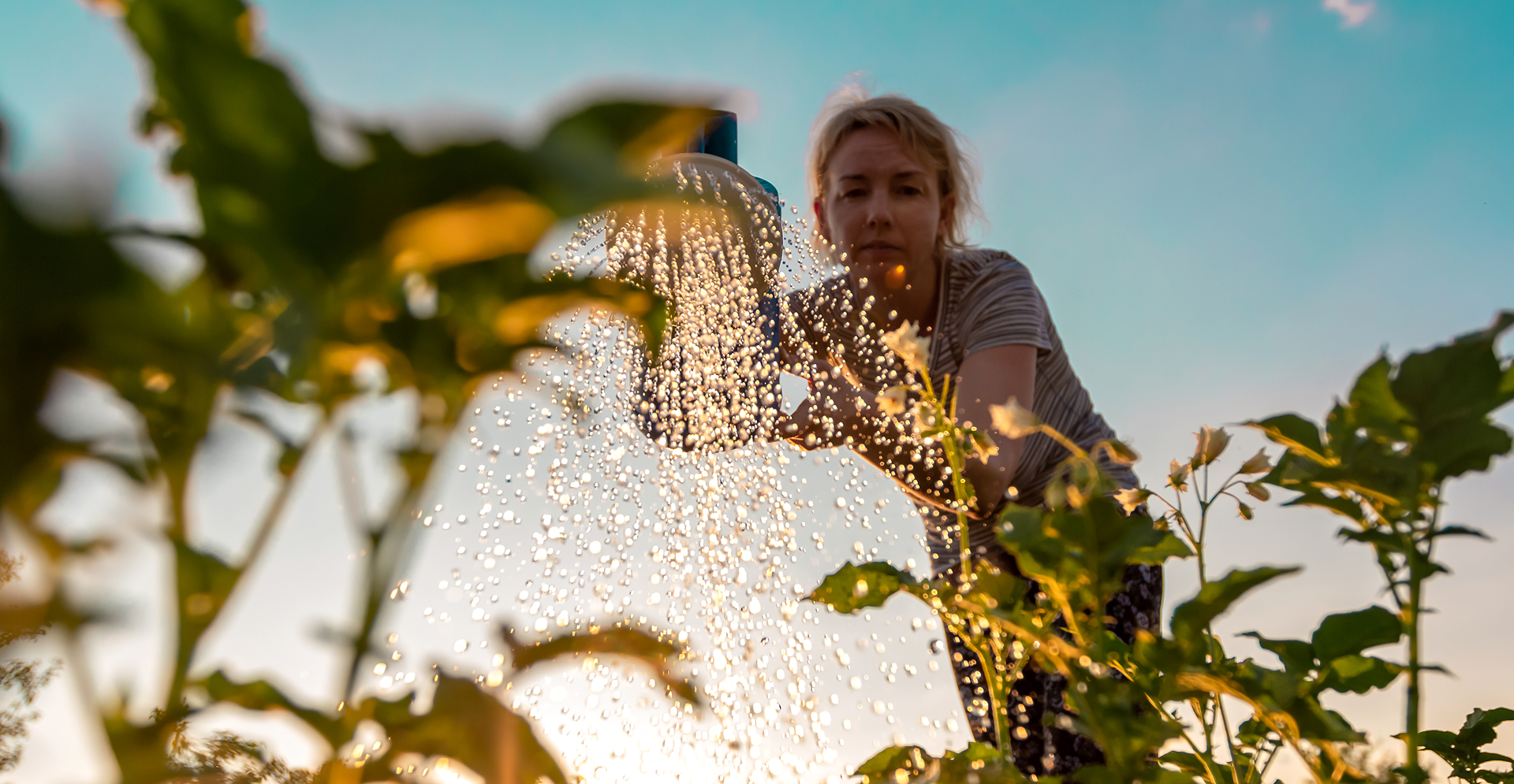 A woman waters plants in a lush green field under a clear blue sky.
