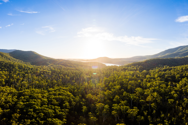 A panoramic landscape featuring a dense forest of trees with towering mountains rising in the distance.