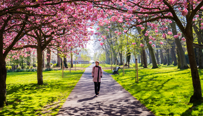 A woman leisurely walks down a park path surrounded by lush pink trees, capturing a moment of tranquility in nature.