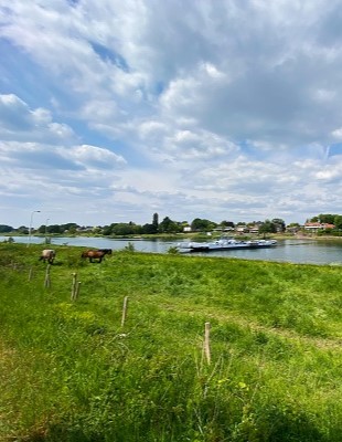 Dijkversterking Noordelijke Maasvallei Vanaf het weiland kijkend naar de Maas bij Beesel (Noordelijke Maasvallei)