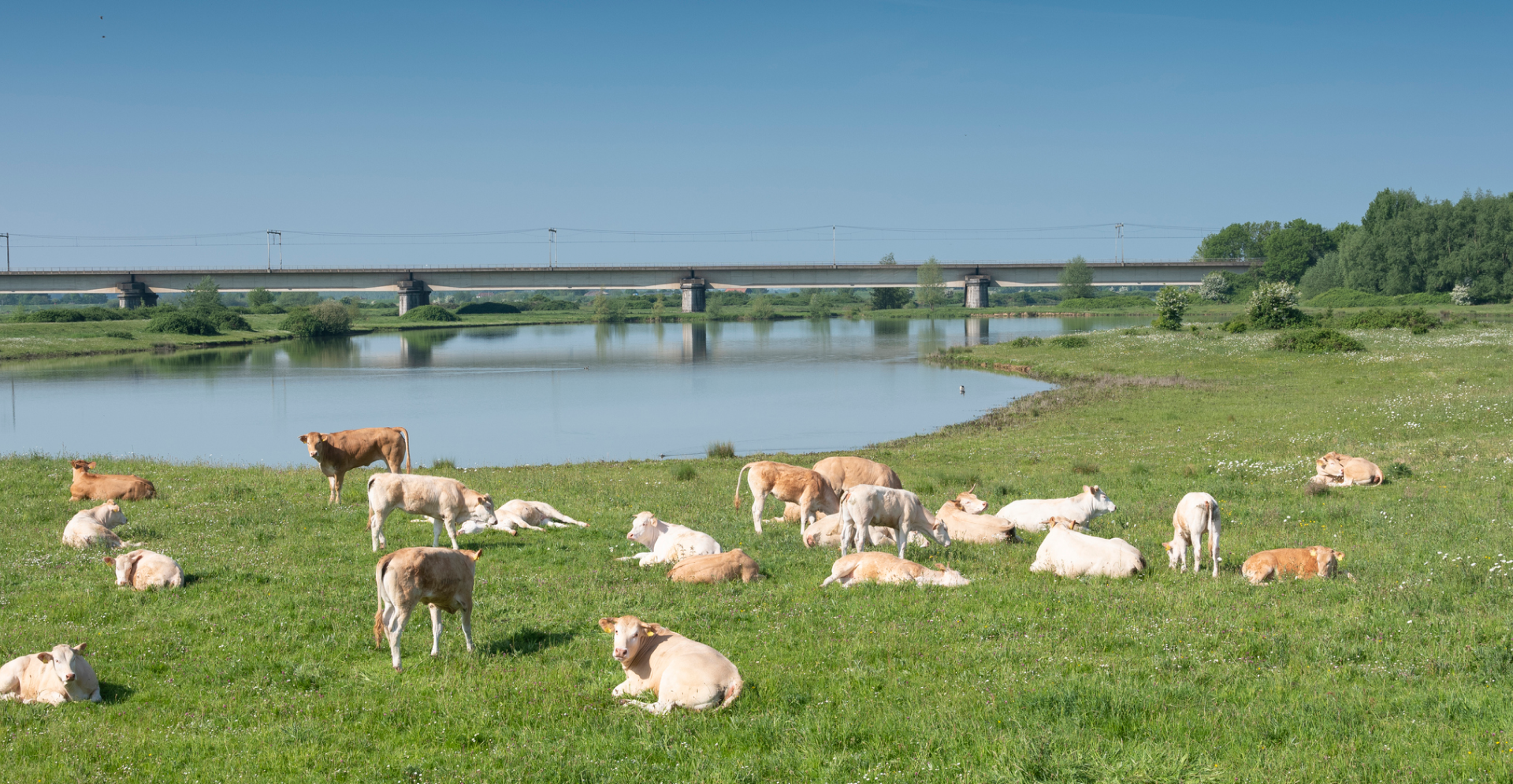 Koeien langs rivier de Lek. Arcadis en Omgevingswet.