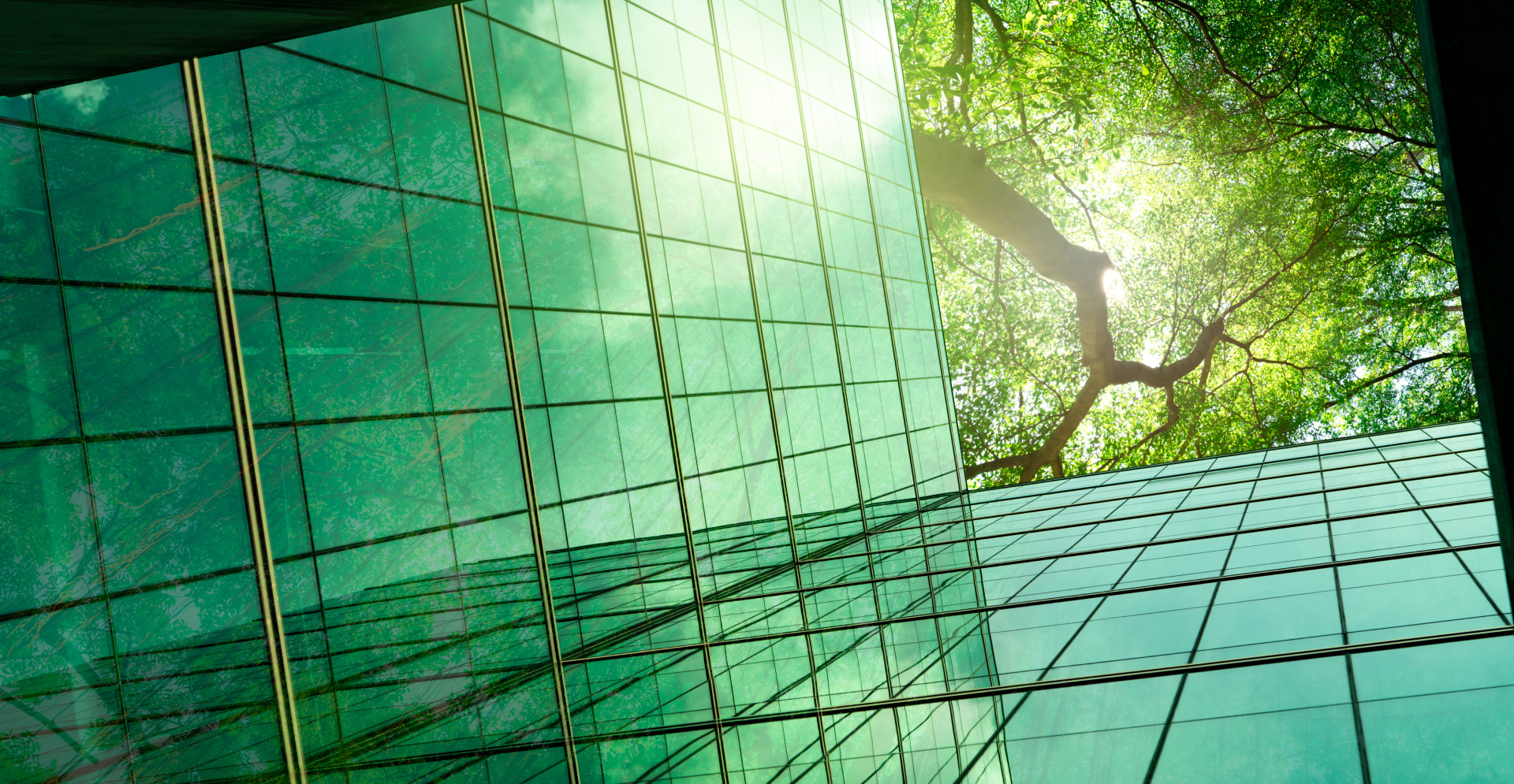 A tree is centrally located in front of a building, showcasing a balance between urban structure and natural elements.