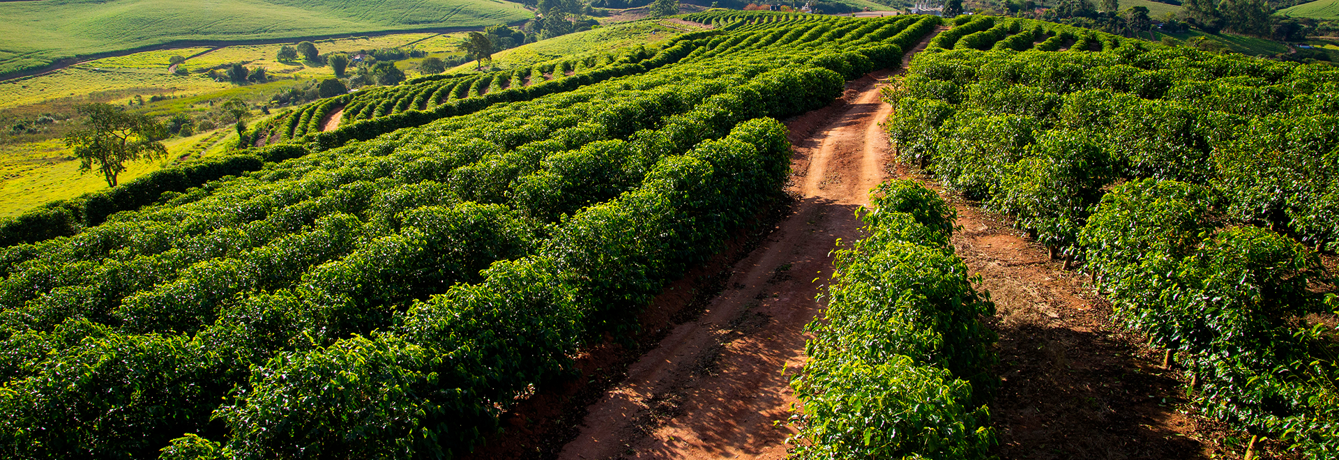 Grains de café séchant au soleil